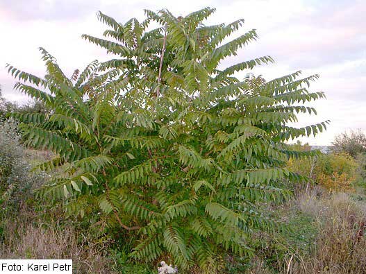 Ailanthus altissima /Pajasan žlaznatý/